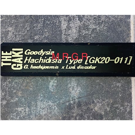 Goodysia Hachidisia Type [GK20-011]