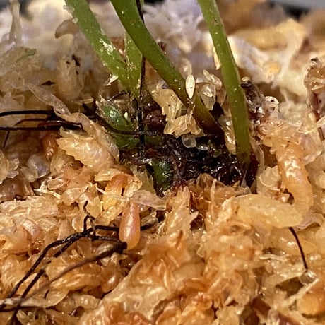 Bolbitis subcardata 西表島産
