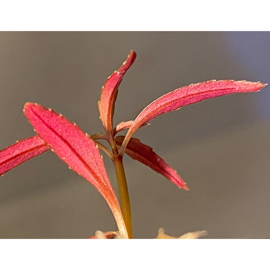 63ff2c6a7d65da14d9cf6e17