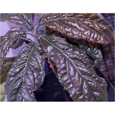 Ardisia sp. from Bengkulu [LA0315-1]