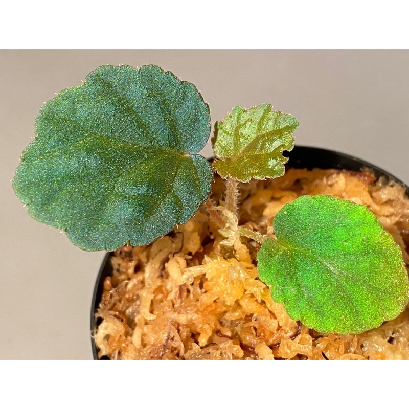 Begonia sp.Tuyen Quang ベゴニア トゥエンクアン 葉挿し増殖株! B