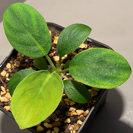 Homalomena sp. 鮫肌C from Aceh Sumatera [LA0816-2]