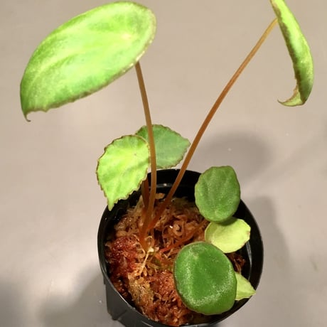 Begonia scapigera from Africa