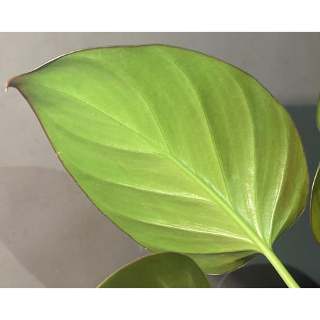 (大株) Homalomena sp. "Green widow" BNN from Sibolga timur [AZ0823-11]