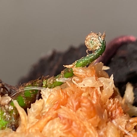 Bolbitis sp. "Guinea narrow"
