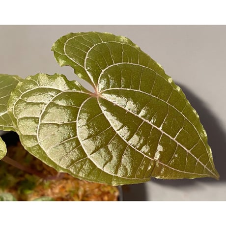 Dioscorea dodecaneura (discolor) from Ecuador