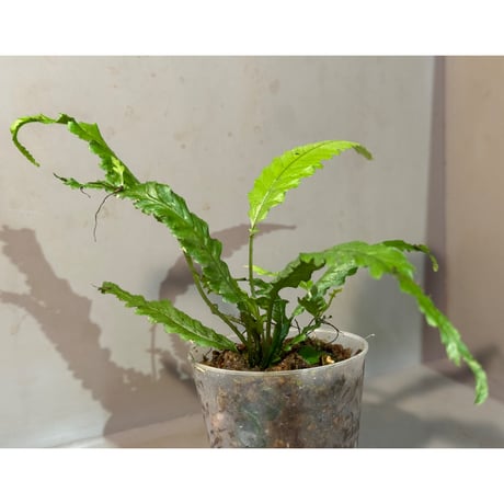Microsorum sp. "Needle Leaf"