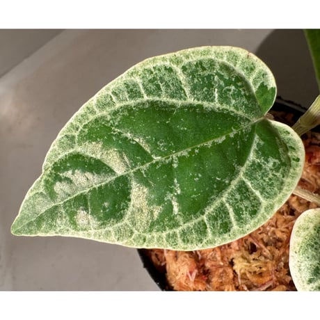 Piper sp. 'Variegata' サンシャインらん展 [Joe&Mom]