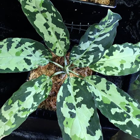 Aglaonema pictum GW1507 "メサイア" from Padang sidempuan [TB]