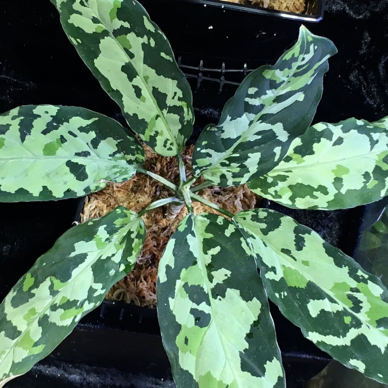 Aglaonema pictum GW1507 