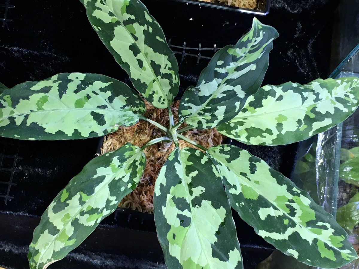 Aglaonema pictum GW1507 