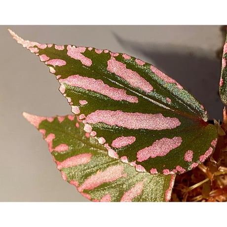 Begonia sp. ぼっち株 from Julau [R1214-01b]