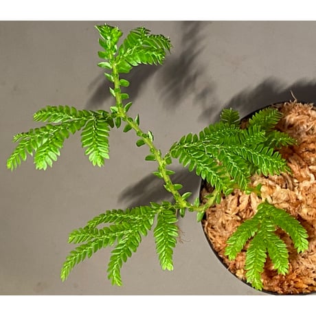 Selaginella plana 伊藤蟻植物農園