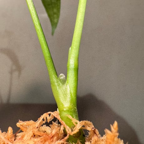 Anthurium polyschistum from Napo Ecuador [tanakay]