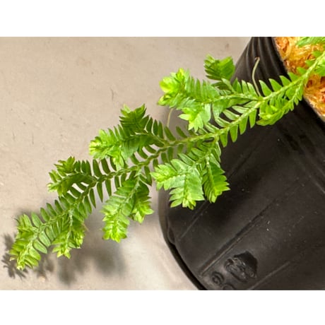 Selaginella sp. from Iquitos Peru [tanakay]
