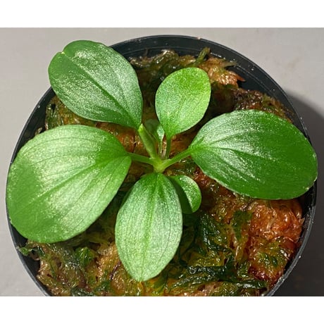 Homalomena sp. "Kayu Lapis" White Kal-barat [TB]
