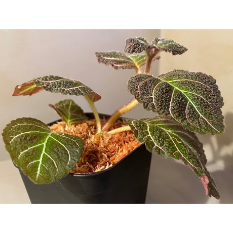Pearcea hypocyrtiflora from Rio Napo Ecuador [tanakay] 赤葉脈