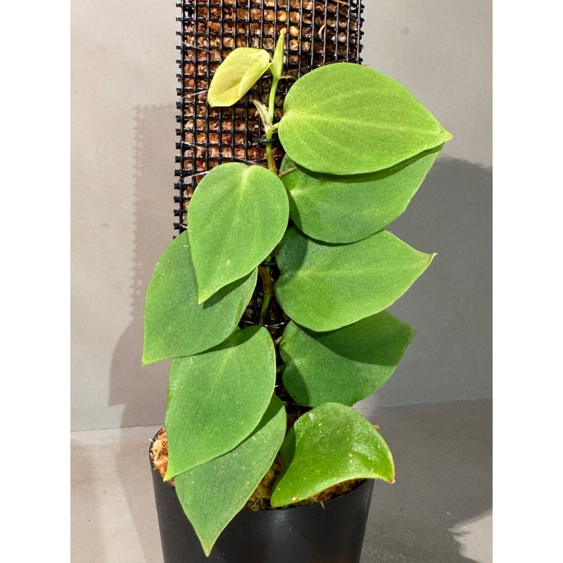 【tanakay便】Campyloneurum sp.Iquitos, Peru Philodendron sp. from Iquitos Peru [tanakay] |