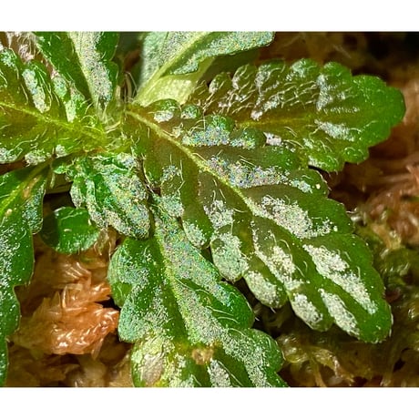 Nautilocalyx pemphidius