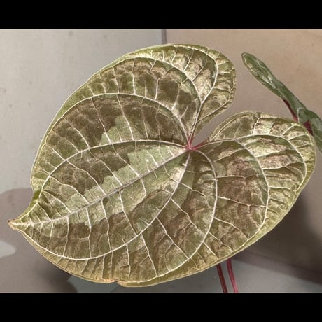 (常湿育成) Dioscorea dodecaneura (discolor)