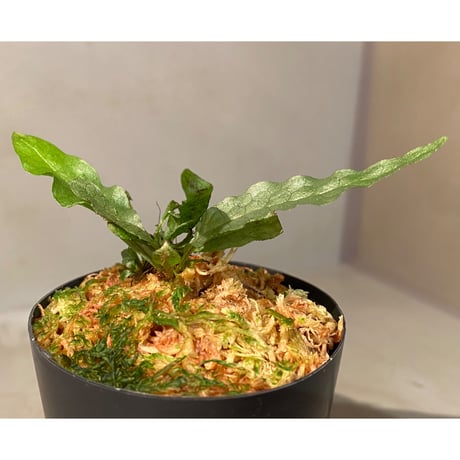 Microsorium sp. from Krabi Southern Thailand