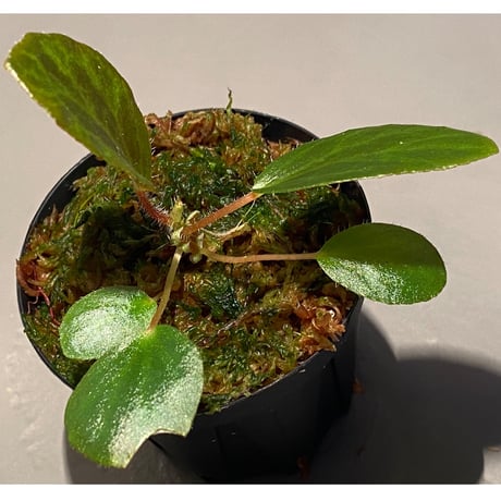 Begonia blancii