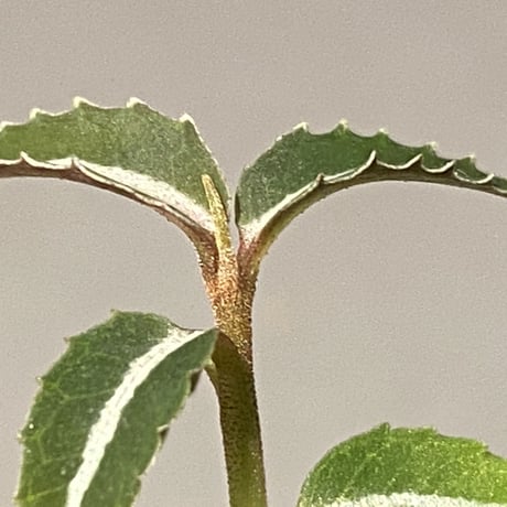 Labisia sp. from Kapuas hulu Kalimantan barat