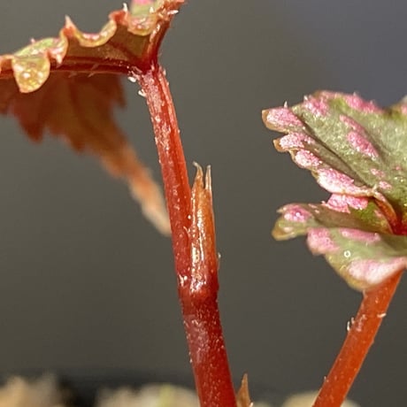 Begonia gracilicyma from Sumatra Barat [TB]