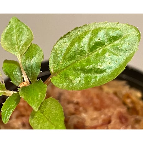 Sonerila sp. wf1 from Phang Nga Thailand [KZT]