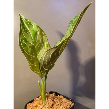 Aglaonema Mutant (rotundum × pictum)