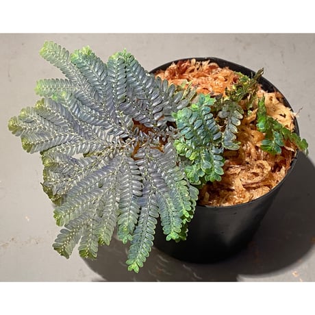 Selaginella picta
