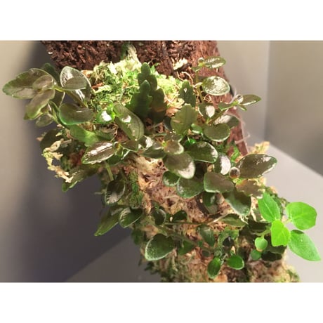 Pilea imparifolia from Iquitos Peru [tanakay]