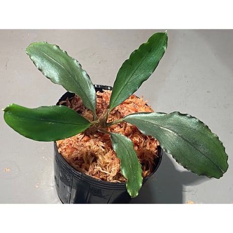 Bucephalandra sp. "Shining-Green" Kota baru timur-2 [AZ0311-12]