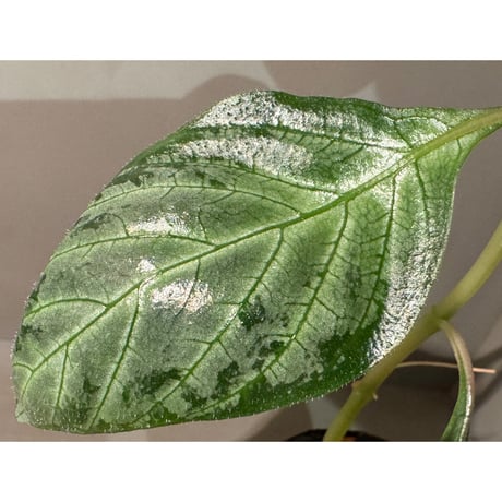Gymnostachyum sp. "type C" from Aceh Selatan [HW0816-02]
