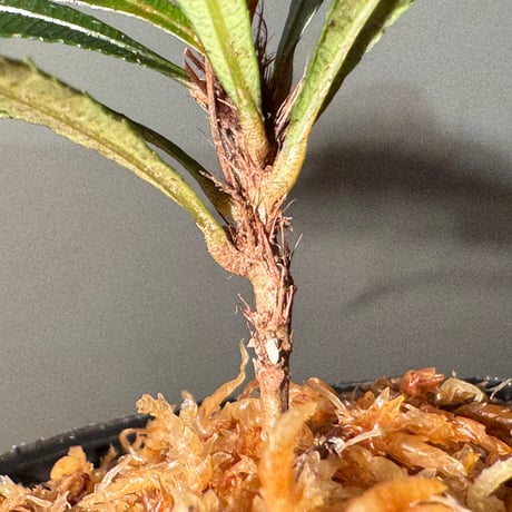 Sauvagesia serrata from West Kalimantan ③