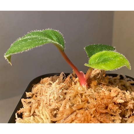 Homalomena sp. from Sumatera Utara [LA0718-z-u]
