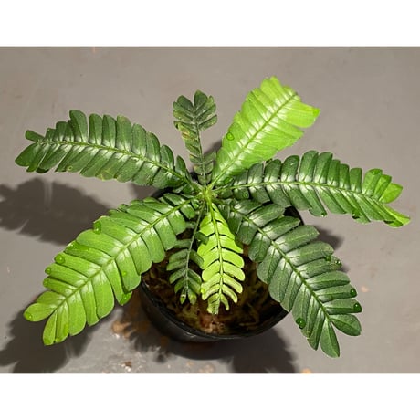 Biophytum sp. BB8th [LA]