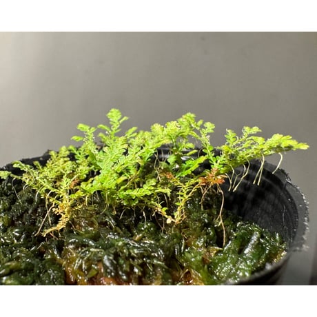 Selaginella sp. from Prachuap Khiri Khan Thailand