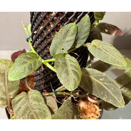 Solanum sp. from Iquitos Peru [tanakay]