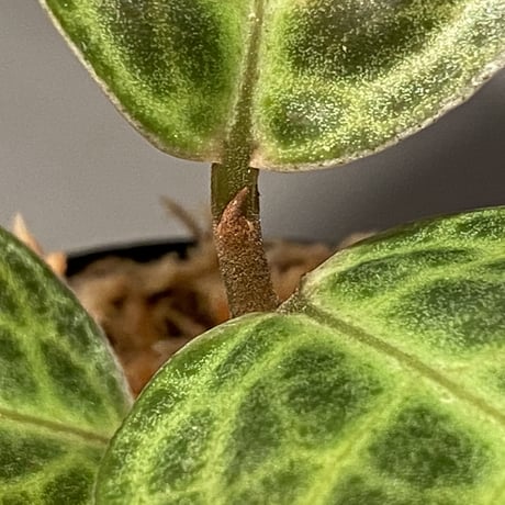 Ardisia sp. from Sumatera