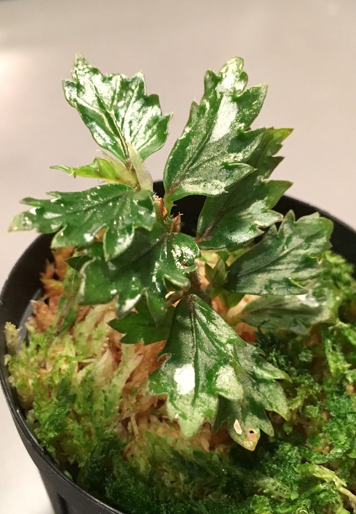 Begonia sp. from Papua New Guinea | M・R・G・R