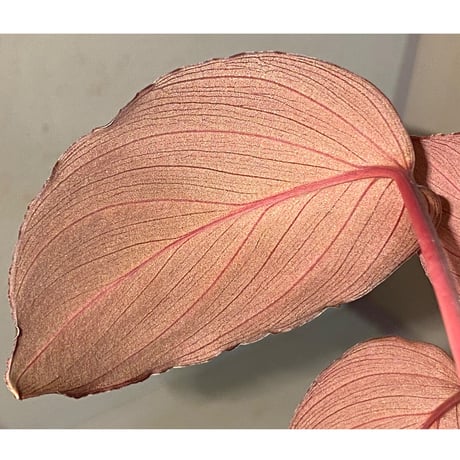 Homalomena sp. "Imperial Japanese Navy" from Resum P.Lingga [AZ0517-11]②