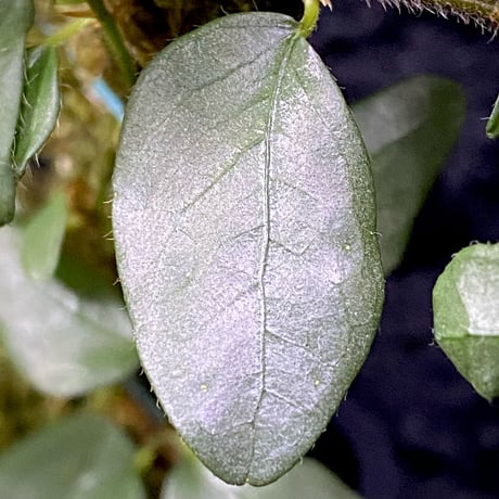 Ficus sp. from Murung raya [LA0515-05]