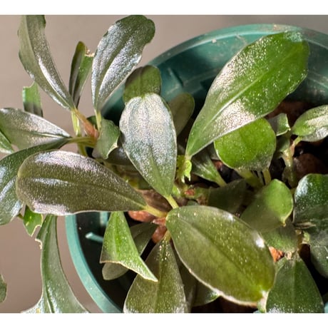 Bucephalandra sp. "Phantom" 問屋便