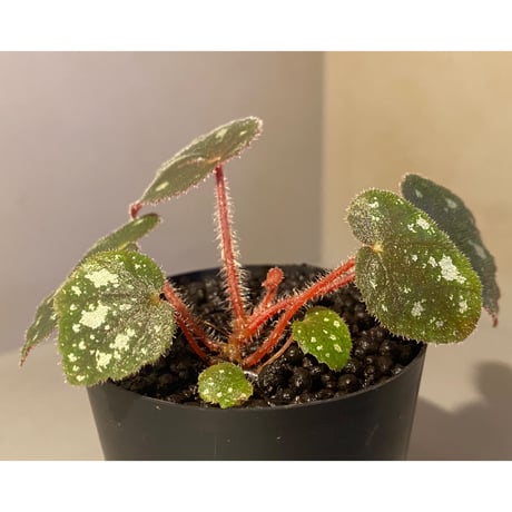 Begonia sp. from Cao Bang [YH050519] TK