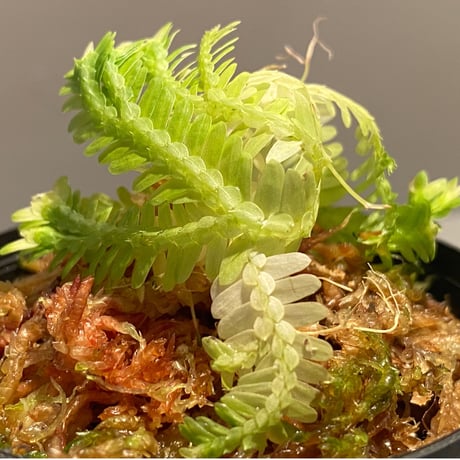 Selaginella sp. バリエガータ from "Nanga pinoh" [TB]