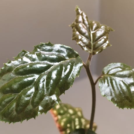 Ardisia sp. from Bengkulu [LA0315-1]