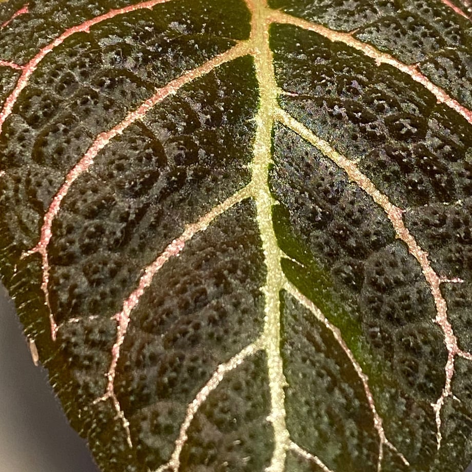 5eae9d725157626d295f44aa