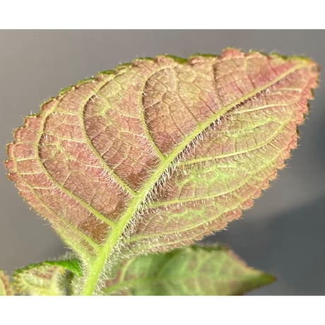 Kohleria inaequalis from Ecuador