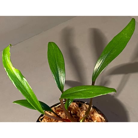 Homalomena sp. "Green" from Sulawesi [LA]